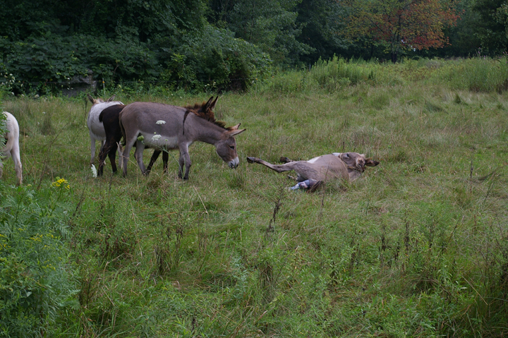 donkey birth