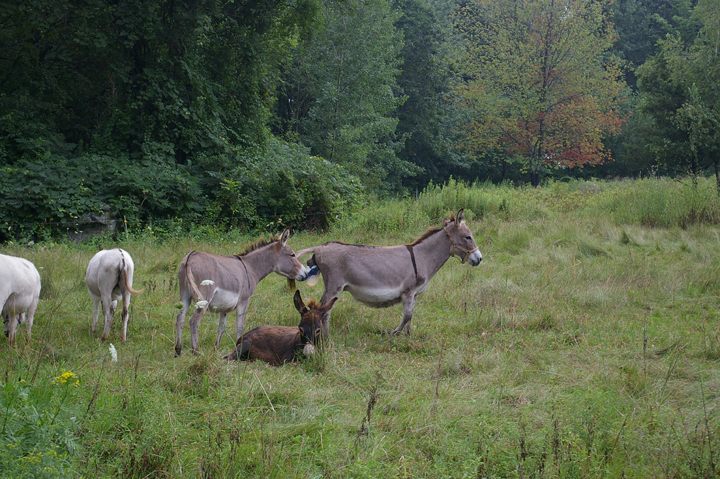 donkey birth